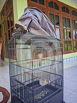 Bird maintain home melodious voice