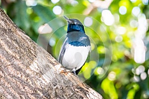 Bird male black and white color perched on a tree