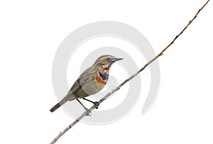 The bird is a male Bluethroat sitting on a branch isolated