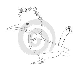 Bird male crested kingfisher vector illustration coloring