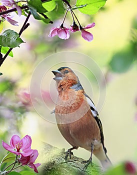 bird male finch sits on the branches of an apple tree with pink flowers in a spring may garden and sings