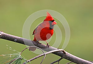 Bird - Male Northern Cardinal photo