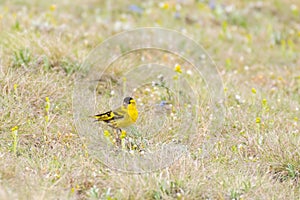 Bird male siskin Spinus spinus migrating bird in spring