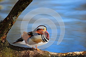 Bird Mandarin Duck, Aix galericulata, sitting on the branch with blue water surface in background. Beutiful bird near the river wa