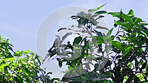 Bird at mango tree top
