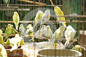 bird market, birds with crooked beaks flock to dry in cages.