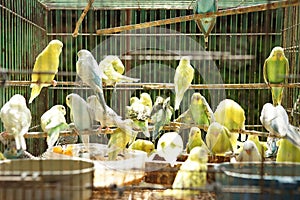 bird market, birds with crooked beaks flock to dry in cages. colorful lovebirds