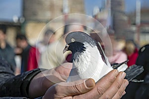 In the bird market, fluttering dove on hand.