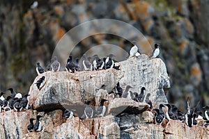 Bird market on the western shore of spitsbergen