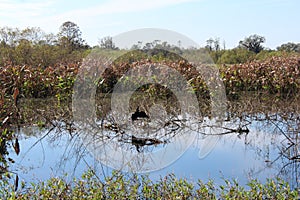 Bird in the marsh