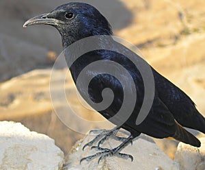 Bird on Masada fortress, Dead sea, Israel