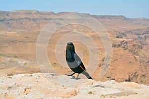 Bird in Masada Israel