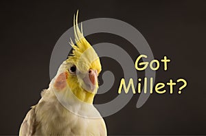 Bird memes, Got Millet? Funny Parrot quote, Cockatiel Portrait