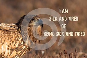 Bird memes, `I am sick and tired of being sick and tired`, Eagle in the wild, sad face.