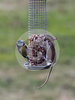 The Bird and Mice Feeder