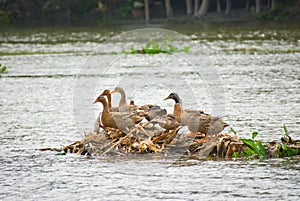 A bird in middle of a river