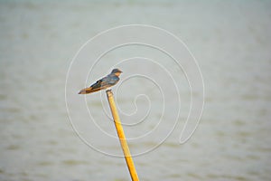 A bird in middle of a river