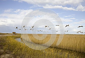 Bird migrating