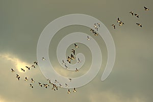 Bird migration photo