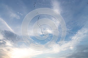 Bird migration against a cloudy sky