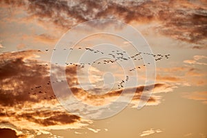 bird migration in autumn over baltic sea