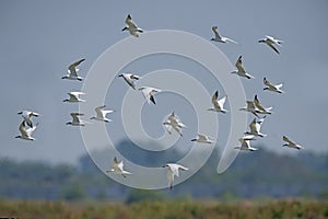 Bird, Migration birds Gull-billed Tern