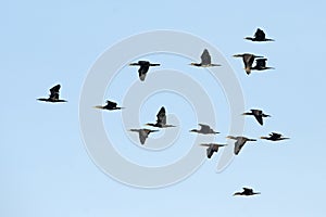 Bird, Migration birds Indian Cormorant