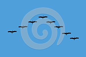Bird Migration on blue sky, illustration vector