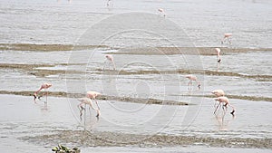 Bird migration in climate change