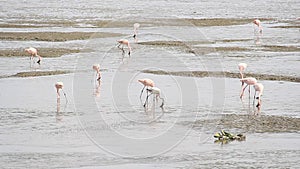 Bird migration in climate change