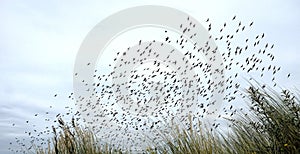 Bird migration in dunes - netherlands