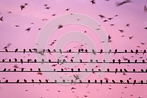 Bird migration, flock of barn swallow on wires and flying in sunset sky. Betong City, Yala, Southern Thailand. Winter season