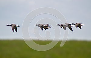 Flock of Brant geese in flight