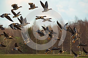 Bird migration. A flock of geese Anser albifrons flying off the meadow, bird watching