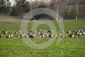 Bird migration. A flock of geese Anser albifrons on the meadow, bird watching in Zuvintas nature reserve Lithuania