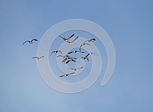 Bird migration. A flock of greater white-fronted geese Anser albifrons flying in the sky, bird watching