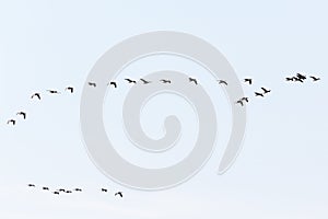 Bird migration of geese in autumn