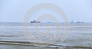 Bird migration in Mumbai harbor