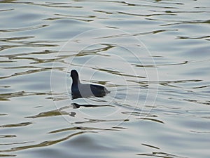 Bird migration by outsiders birds