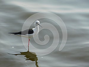 Bird migration by outsiders birds