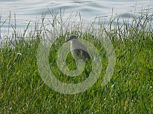 Bird migration by outsiders birds