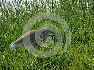 Bird migration by outsiders birds