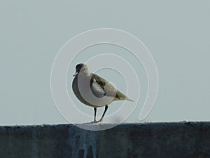 Bird migration by outsiders birds