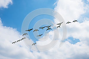 Bird migration scenery