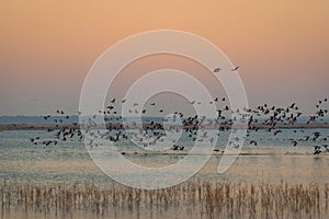 Bird migration at sunrise. Geese Anser albifrons flying over Zuvintas lake Lithuania, nature landscape photo