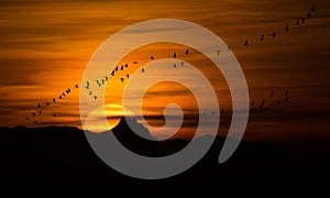 Bird migration at sunset