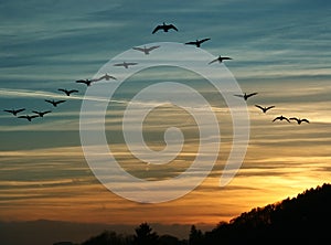 Bird Migration at Sunset photo