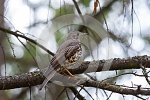 Bird Mistle thrush Turdus viscivorus. perched on branch