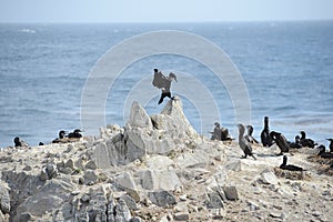 bird at monterey