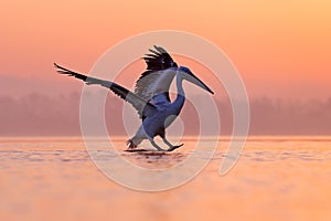 Bird with morning sunrise. Dalmatian pelican, Pelecanus crispus, in Lake Kerkini, Greece. Pelican with open wings. Wildlife scene